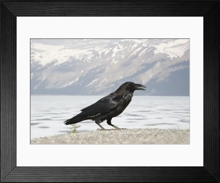 Framed Print : Raven - Canadian Rocky Mountains - Alberta, Canada BI018571 Framed Print : Raven - Canadian Rocky Mountains - Alberta, Canada BI018571