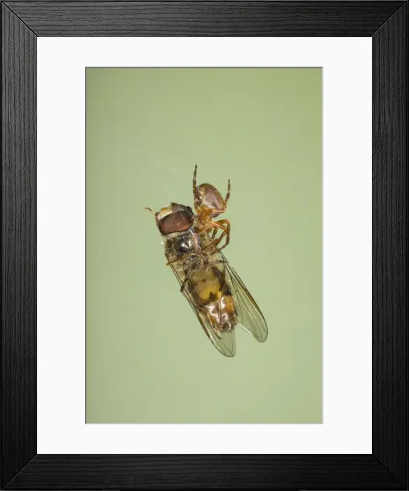 Framed Print : Small Spider with Marmalade Hoverfly caught in web Essex, UK IN000848 Framed Print : Small Spider with Marmalade Hoverfly caught in web Essex, UK IN000848