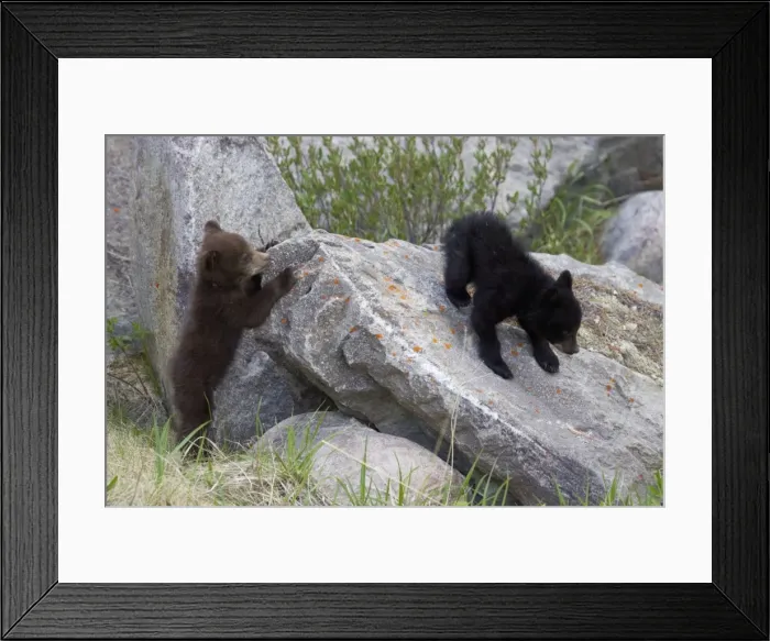 Framed Print : Black Bear - two cubs playing on rocks - one black one cinnamon - Canadian Rocky Mountains - Alberta - Canada MA002132 Framed Print : Black Bear - two cubs playing on rocks - one black one cinnamon - Canadian Rocky Mountains - Alberta - Canada MA002132