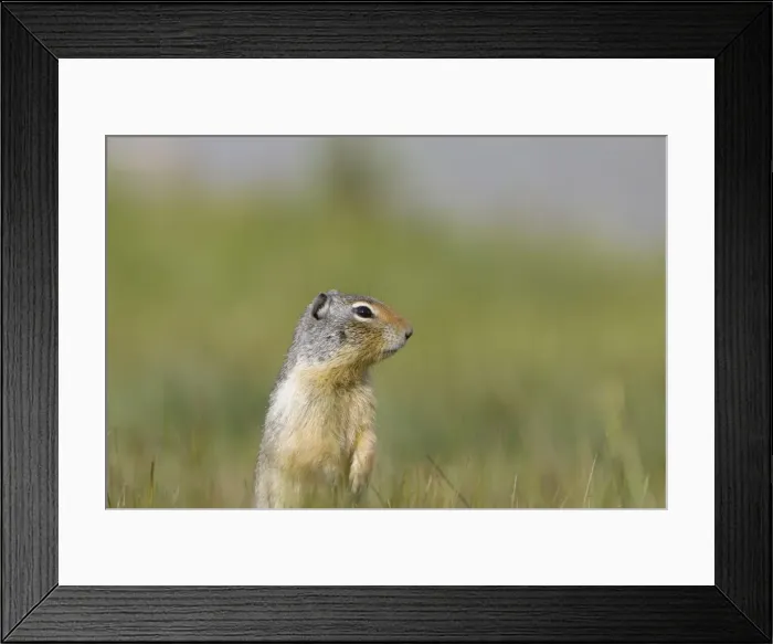 Framed Print : Golden Mantled Ground Squirrel - standing upright on lookout for danger - Rocky Mountains - Alberta - Canada MA001959 Framed Print : Golden Mantled Ground Squirrel - standing upright on lookout for danger - Rocky Mountains - Alberta - Canada MA001959