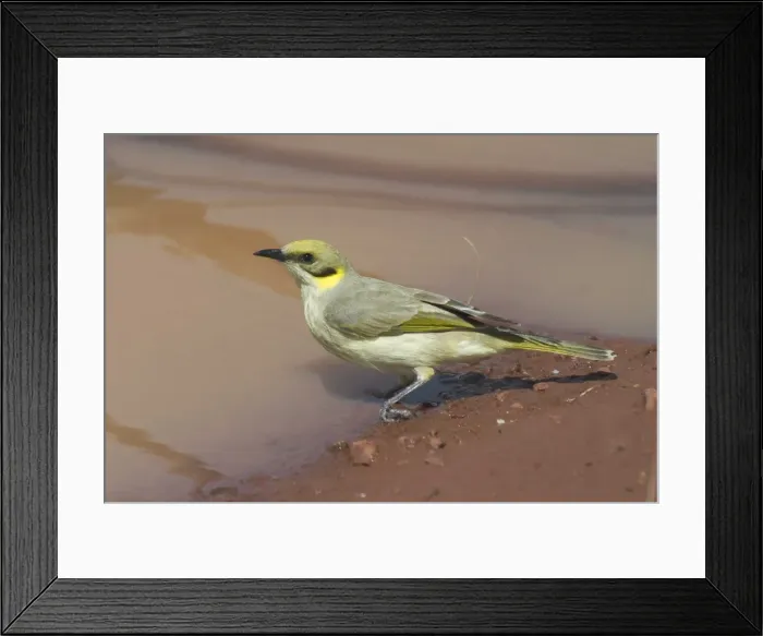 Framed Print : Grey-fronted Honeyeater At Lajamanu, an aboriginal community on the northern edge of the Tanami Desert, Northern Territory, Australia. Endemic to Australia. An uncommon species found across a vast area of the dry interior of Australia Framed Print : Grey-fronted Honeyeater At Lajamanu, an aboriginal community on the northern edge of the Tanami Desert, Northern Territory, Australia. Endemic to Australia. An uncommon species found across a vast area of the dry interior of Australia
