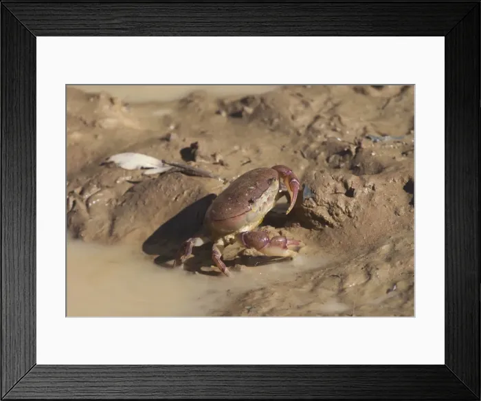 Framed Print : Hibernating Crab - This freshwater crab of the dry areas of inland Australia hibernates for 6 months or so during the dry season. It has no recognised English name Framed Print : Hibernating Crab - This freshwater crab of the dry areas of inland Australia hibernates for 6 months or so during the dry season. It has no recognised English name