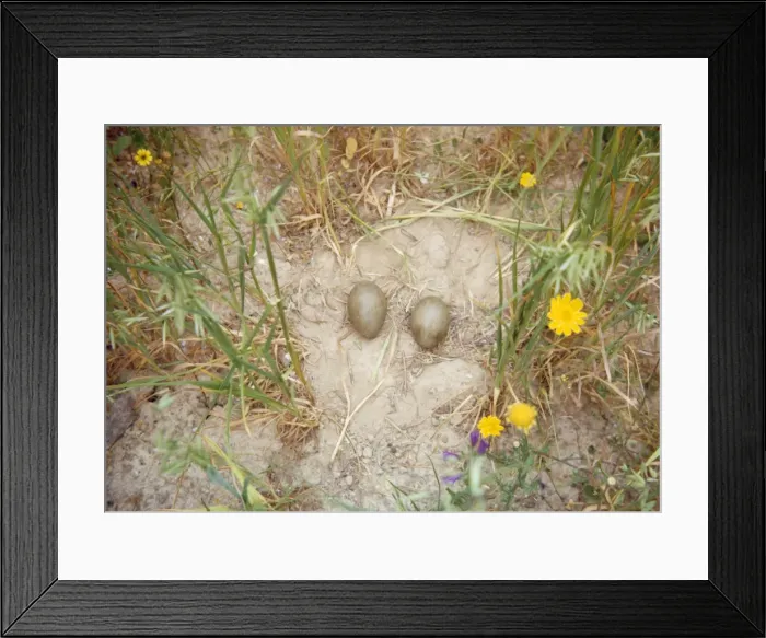 Framed Print : Great Bustard - Nest and eggs Framed Print : Great Bustard - Nest and eggs