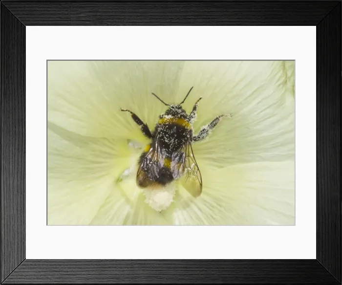 Framed Print : Buff-tailed Bumblebee - male visiting Hollhock Flower - Essex, UK IN000800 Framed Print : Buff-tailed Bumblebee - male visiting Hollhock Flower - Essex, UK IN000800