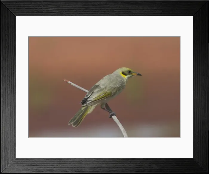 Framed Print : Grey-fronted Honeyeater At Lajamanu, an aboriginal community on the northern edge of the Tanami Desert, Northern Territory, Australia. Endemic to Australia. An uncommon species found across a vast area of the dry interior of Australia Framed Print : Grey-fronted Honeyeater At Lajamanu, an aboriginal community on the northern edge of the Tanami Desert, Northern Territory, Australia. Endemic to Australia. An uncommon species found across a vast area of the dry interior of Australia