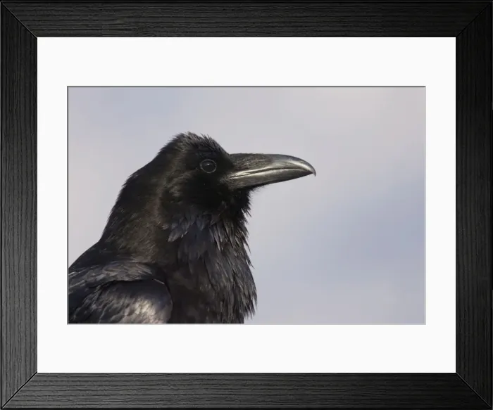 Framed Print : Raven - Canadian Rocky Mountains Alberta, Canada BI018567 Framed Print : Raven - Canadian Rocky Mountains Alberta, Canada BI018567