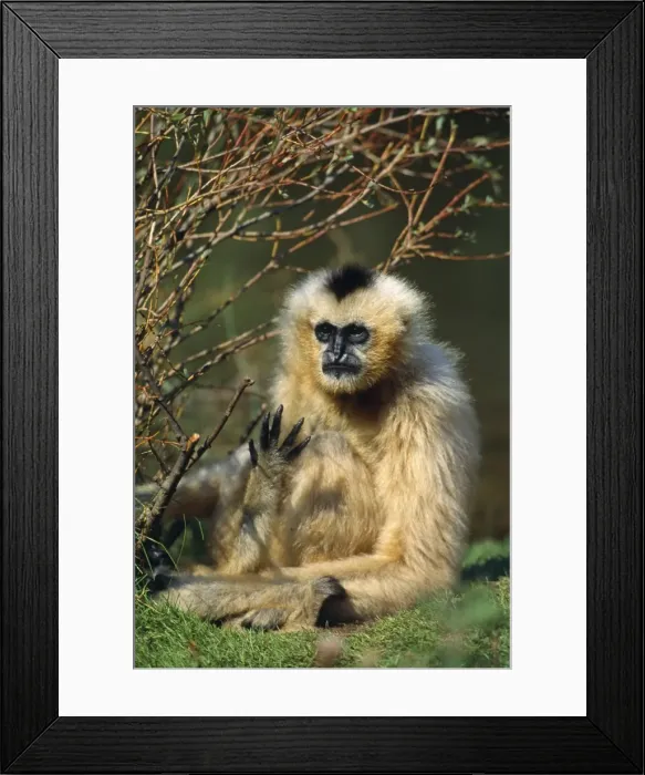 Framed Print : Black  /  Black & White-cheeked Gibbon