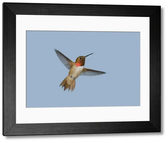 Framed Print : Rufous Hummingbird - male - in flight - British Columbia - Canada BI019144 Framed Print : Rufous Hummingbird - male - in flight - British Columbia - Canada BI019144