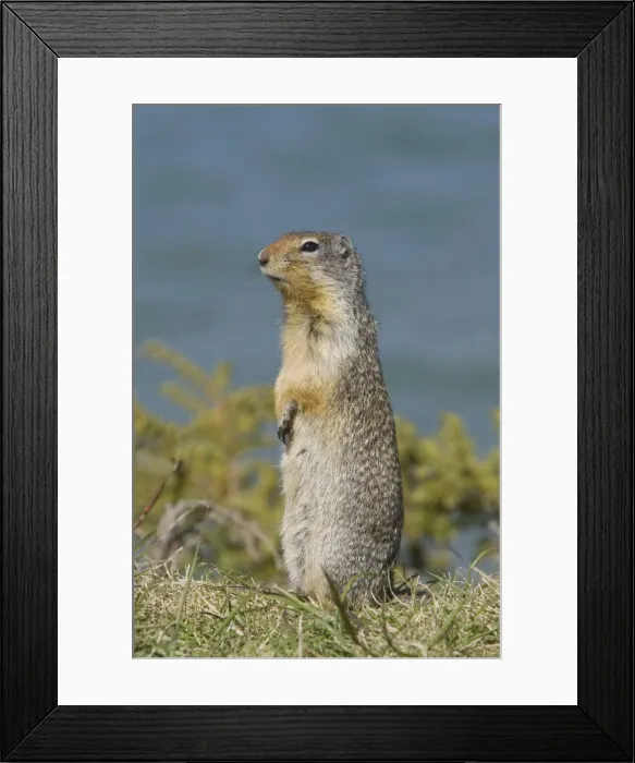 Framed Print : Golden Mantled Ground Squirrel - standing upright on lookout for danger - Rocky Mountains - Alberta - Canada MA001947 Framed Print : Golden Mantled Ground Squirrel - standing upright on lookout for danger - Rocky Mountains - Alberta - Canada MA001947