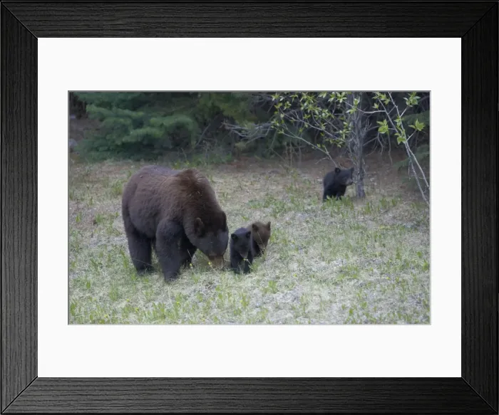 Framed Print : Black Bear - mother and cubs - Canadian Rocky Mountains - Alberta - Canada MA002087 Framed Print : Black Bear - mother and cubs - Canadian Rocky Mountains - Alberta - Canada MA002087