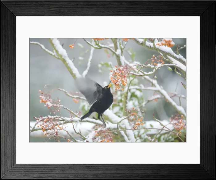 Framed Print : Blackbird - feeding on Rowan Berries in Snow - Essex, UK BI019389 Framed Print : Blackbird - feeding on Rowan Berries in Snow - Essex, UK BI019389