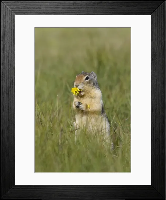 Framed Print : Golden Mantled Ground Squirrel - eating Dandelion flower - Rocky Mountains - Alberta - Canada MA001986 Framed Print : Golden Mantled Ground Squirrel - eating Dandelion flower - Rocky Mountains - Alberta - Canada MA001986