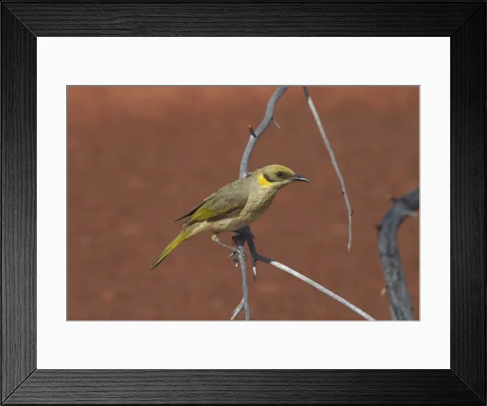 Framed Print : Grey-fronted Honeyeater At Lajamanu an aboriginal community on the northern edge of the Tanami Desert, Northern Territory, Australia. Endemic to Australia. An uncommon species found across a vast area of the dry interior of Australia Framed Print : Grey-fronted Honeyeater At Lajamanu an aboriginal community on the northern edge of the Tanami Desert, Northern Territory, Australia. Endemic to Australia. An uncommon species found across a vast area of the dry interior of Australia