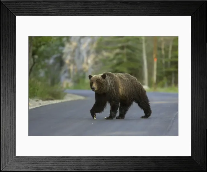 Framed Print : Grizzly Bear - crossing road - Canadian Rocky Mountains - Alberta - Canada MA002202 Framed Print : Grizzly Bear - crossing road - Canadian Rocky Mountains - Alberta - Canada MA002202