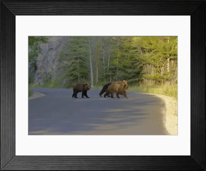 Framed Print : Grizzly Bear - crossing road - Canadian Rocky Mountains - Alberta - Canada MA002198 Framed Print : Grizzly Bear - crossing road - Canadian Rocky Mountains - Alberta - Canada MA002198