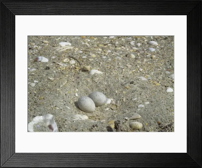 Framed Print : Fairy Tern nest - in sand with two eggs - New Zealand Framed Print : Fairy Tern nest - in sand with two eggs - New Zealand