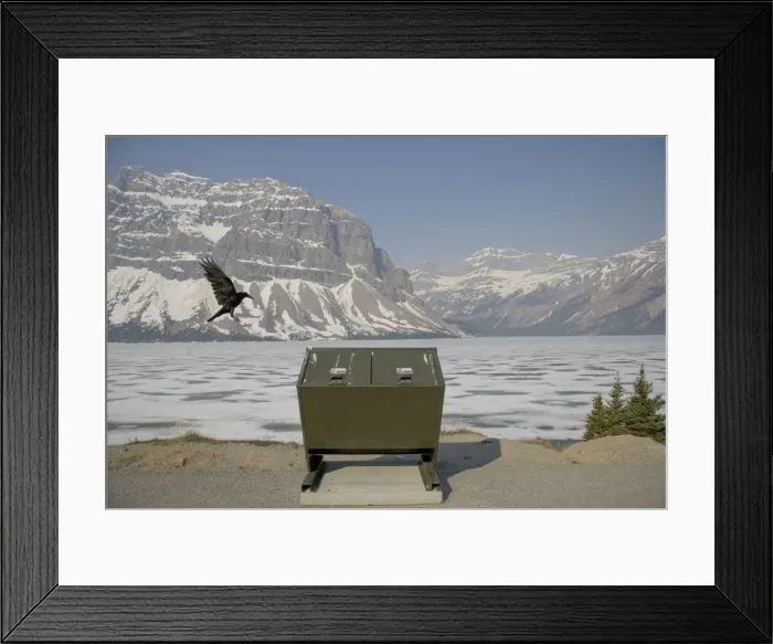 Framed Print : Raven - in flight - looking for food around rubbish bin - Canadian Rocky Mountains - Alberta, Canada BI018586 Framed Print : Raven - in flight - looking for food around rubbish bin - Canadian Rocky Mountains - Alberta, Canada BI018586