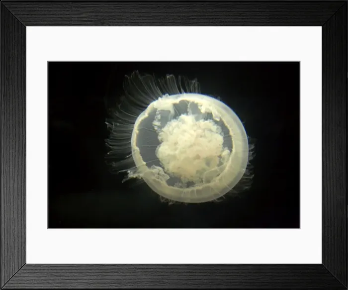 Framed Print : Moon Jelly IN000180