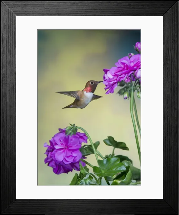 Framed Print : Rufous Hummingbird - male - in flight feeding at Pelagonium flower - British Columbia, Canada BI018794 Framed Print : Rufous Hummingbird - male - in flight feeding at Pelagonium flower - British Columbia, Canada BI018794