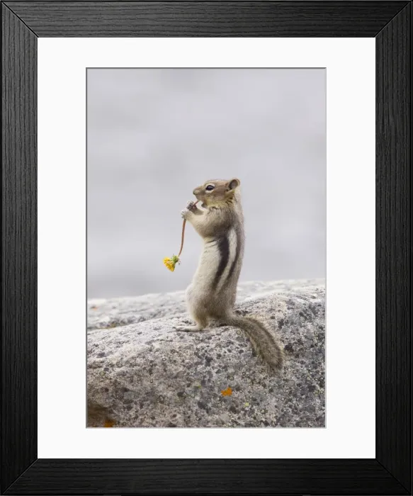Framed Print : Golden Mantled Ground Squirrel - eating Dandelion flower - Rocky Mountains - Alberta - Canada MA001926 Framed Print : Golden Mantled Ground Squirrel - eating Dandelion flower - Rocky Mountains - Alberta - Canada MA001926