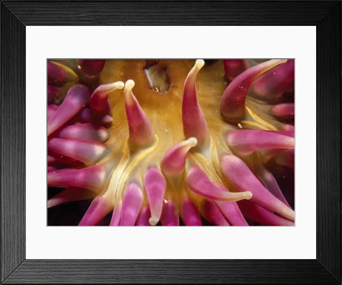 Framed Print : Dahlia Anemone Framed Print : Dahlia Anemone