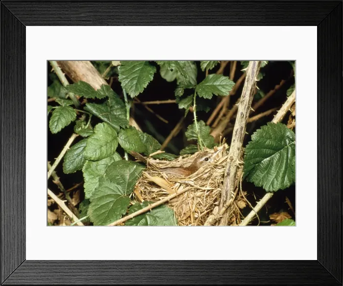 Framed Print : Cetti's Warbler - on nest Framed Print : Cetti's Warbler - on nest