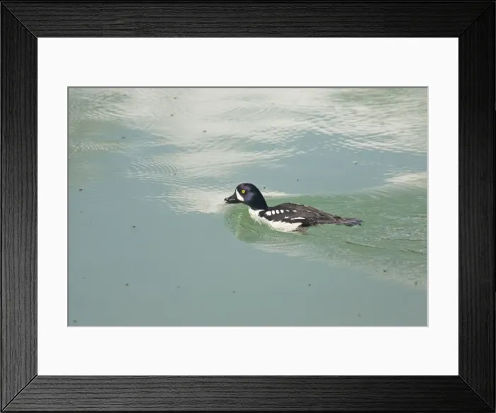 Framed Print : Barrow's Goldeneye - feeding on lake flies - Canadian Rocky Mountains Alberta, Canada BI018478 Framed Print : Barrow's Goldeneye - feeding on lake flies - Canadian Rocky Mountains Alberta, Canada BI018478