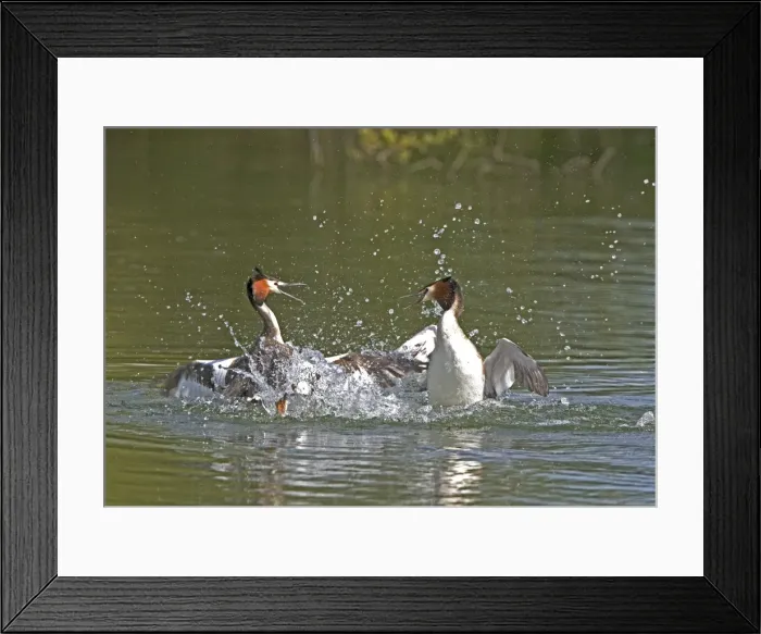 Framed Print : Great Crested Grebe - two male's fighting in the water using their wings and bills, March. Norfolk, U. K Framed Print : Great Crested Grebe - two male's fighting in the water using their wings and bills, March. Norfolk, U. K