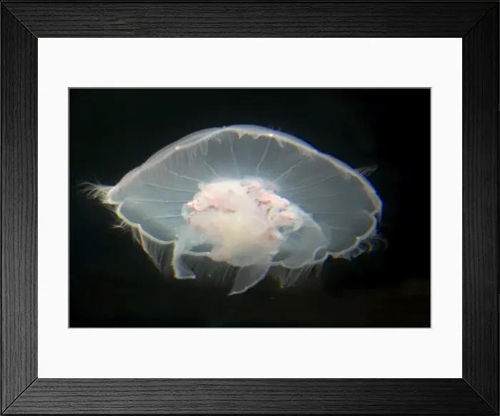 Framed Print : Moon Jelly IN000173 Framed Print : Moon Jelly IN000173