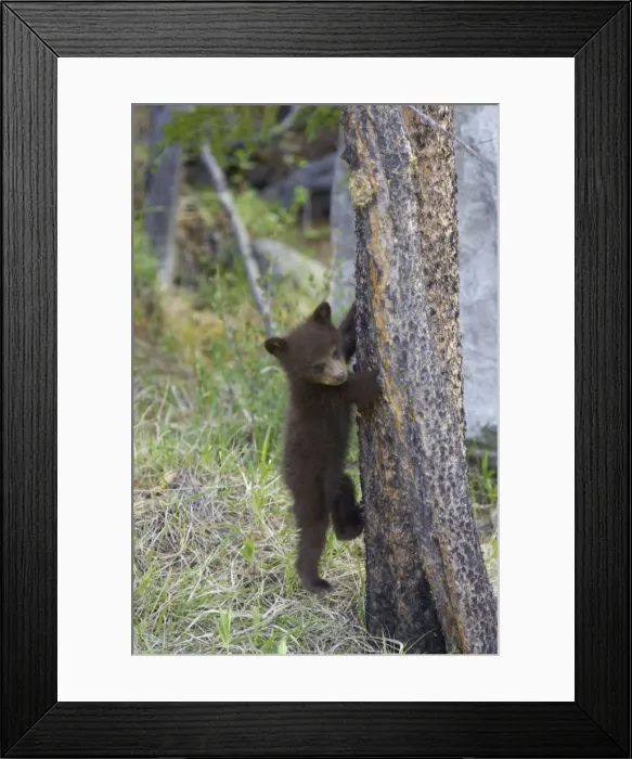 Framed Print : Black Bear - cub climbing tree - Canadian Rocky Mountains - Alberta - Canada MA002076 Framed Print : Black Bear - cub climbing tree - Canadian Rocky Mountains - Alberta - Canada MA002076
