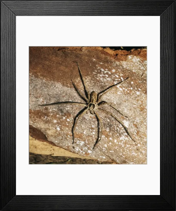 Framed Print : Huntsman Spider Florida, USA Framed Print : Huntsman Spider Florida, USA