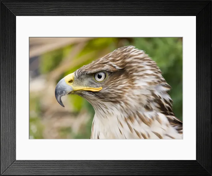 Framed Print : Ferruginous Buzzard / Hawk Framed Print : Ferruginous Buzzard / Hawk