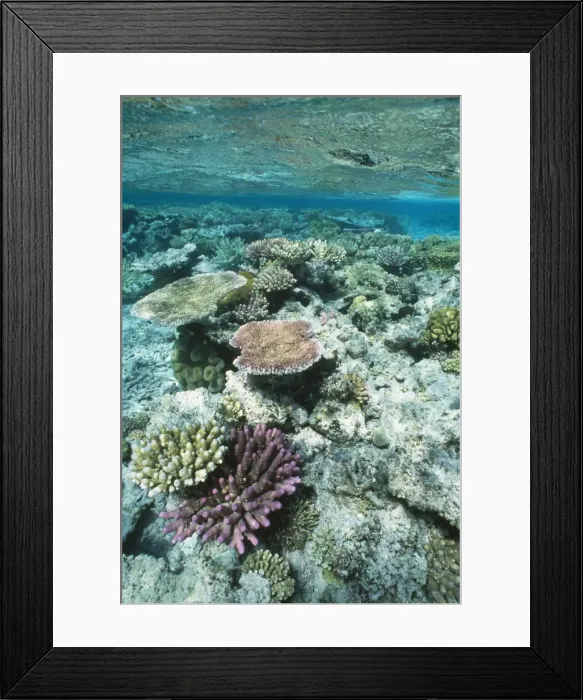 Framed Print : Coral - Great Barrier Reef marine park - Australia Framed Print : Coral - Great Barrier Reef marine park - Australia