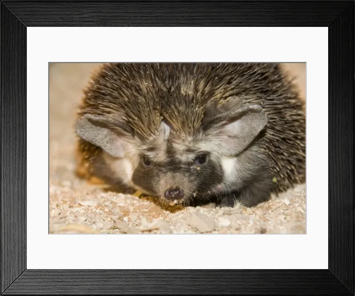 Framed Print : Desert / Ethiopian Hedgehog - Abu Dhabi - United Arab Emirates Framed Print : Desert / Ethiopian Hedgehog - Abu Dhabi - United Arab Emirates