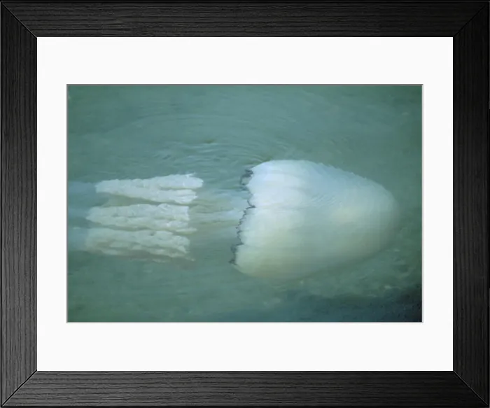 Framed Print : Jellyfish DWG 881 Torbay Rhizostoma octopus © D. W. Greenslade / ARDEA LONDON Framed Print : Jellyfish DWG 881 Torbay Rhizostoma octopus © D. W. Greenslade / ARDEA LONDON