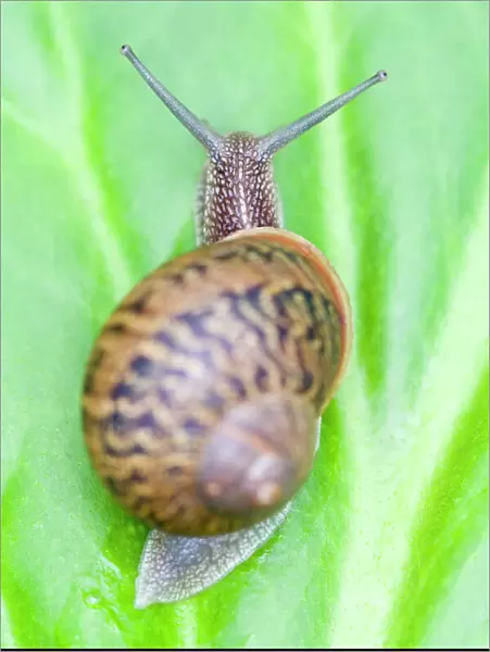 Common Snail - on Bergenia leaf