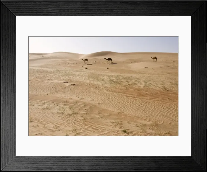 Framed Print : Dromedary / Arabian Camels - walking through the desert - Abu Dhabi - United Arab Emirates Framed Print : Dromedary / Arabian Camels - walking through the desert - Abu Dhabi - United Arab Emirates