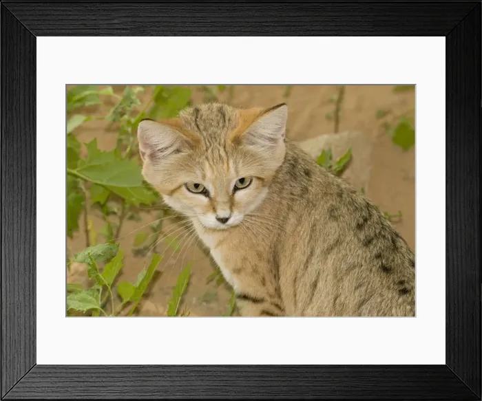 Framed Print : Sand Cat - Abu Dhabi - United Arab Emirates Framed Print : Sand Cat - Abu Dhabi - United Arab Emirates
