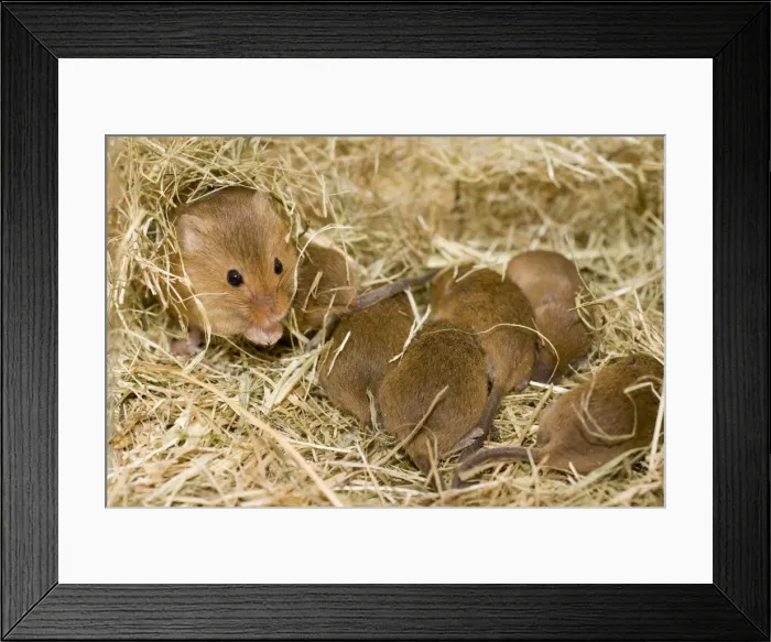 Framed Print : Harvest Mouse - mother with 7 day old mice - in nest Framed Print : Harvest Mouse - mother with 7 day old mice - in nest