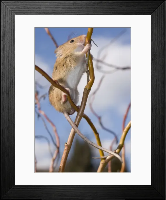 Framed Print : Harvest Mouse - climbing willow stem Framed Print : Harvest Mouse - climbing willow stem