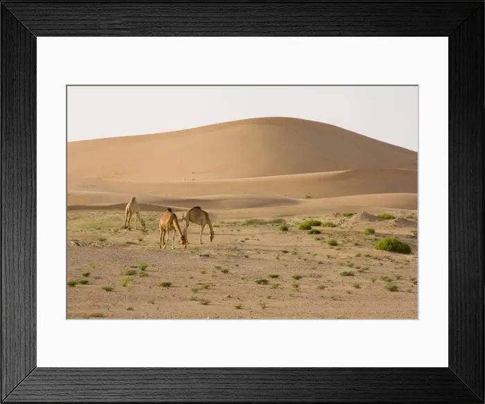 Framed Print : Dromedary / Arabian Camel - feeding in the desert - Abu Dhabi - United Arab Emirates Framed Print : Dromedary / Arabian Camel - feeding in the desert - Abu Dhabi - United Arab Emirates