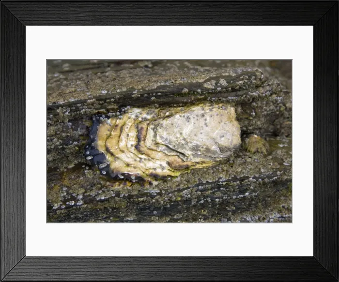 Framed Print : Common Oyster - individual exposed at low tide, Cornwall, England Framed Print : Common Oyster - individual exposed at low tide, Cornwall, England