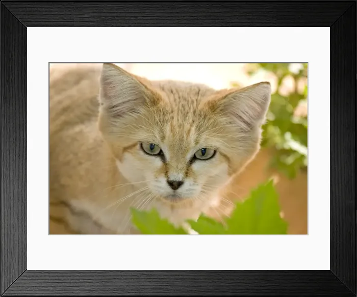 Framed Print : Sand Cat - Abu Dhabi - United Arab Emirates Framed Print : Sand Cat - Abu Dhabi - United Arab Emirates