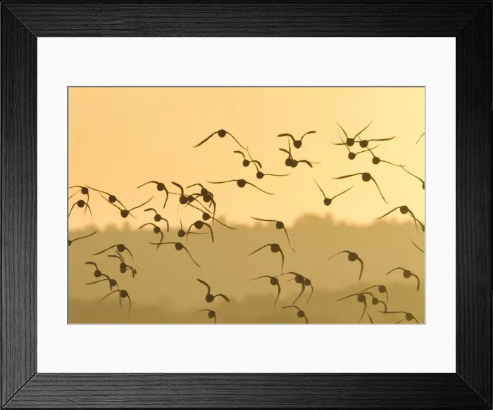 Framed Print : Knot - A flock in flight in the early morning. Norfolk, UK Framed Print : Knot - A flock in flight in the early morning. Norfolk, UK