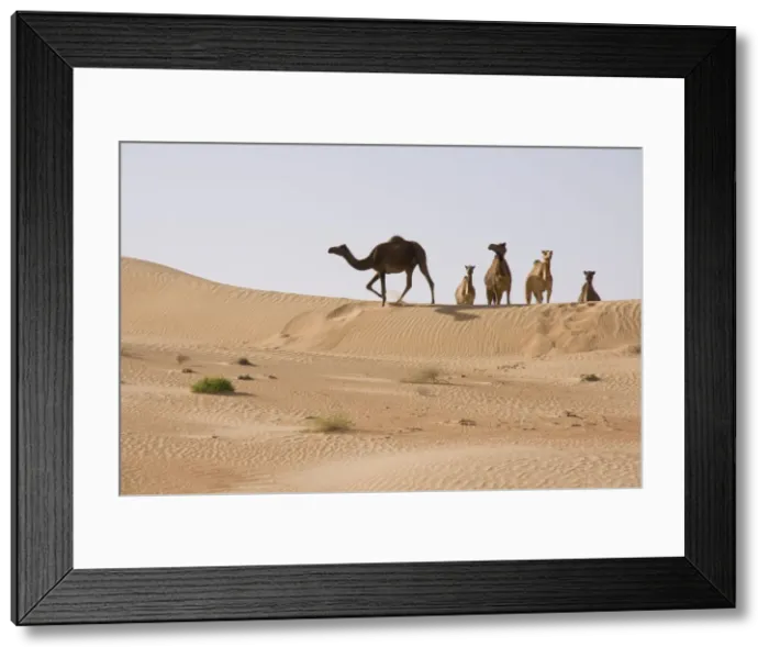 Framed Print : Dromedary / Arabian Camels - walking through the desert - Abu Dhabi - United Arab Emirates Framed Print : Dromedary / Arabian Camels - walking through the desert - Abu Dhabi - United Arab Emirates