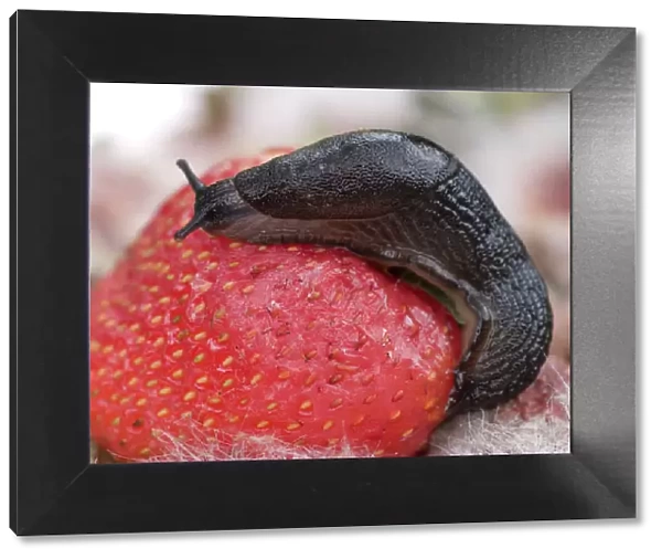 Large Black Slug on mouldy strawberries. UK