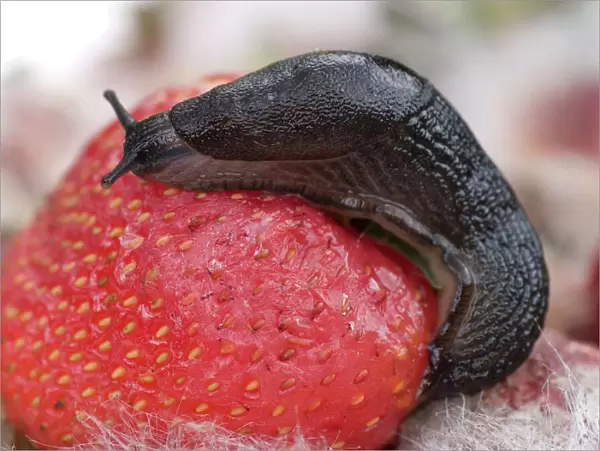 Large Black Slug on mouldy strawberries. UK