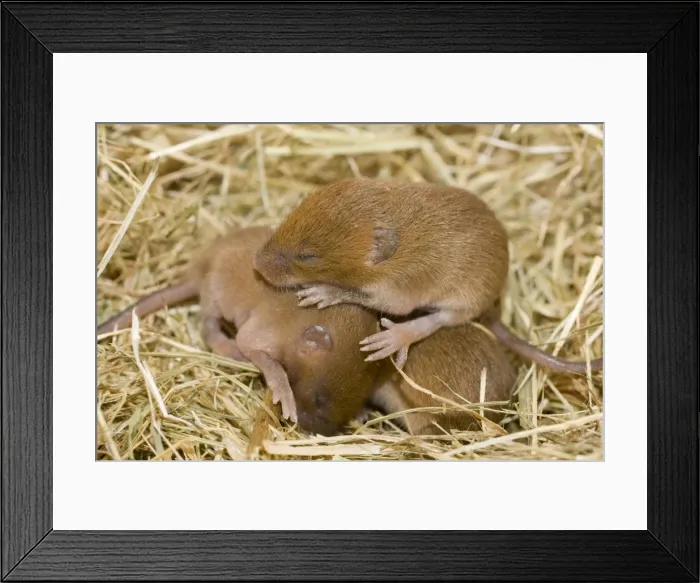 Framed Print : Harvest Mouse - 7 day old mice - in nest Framed Print : Harvest Mouse - 7 day old mice - in nest