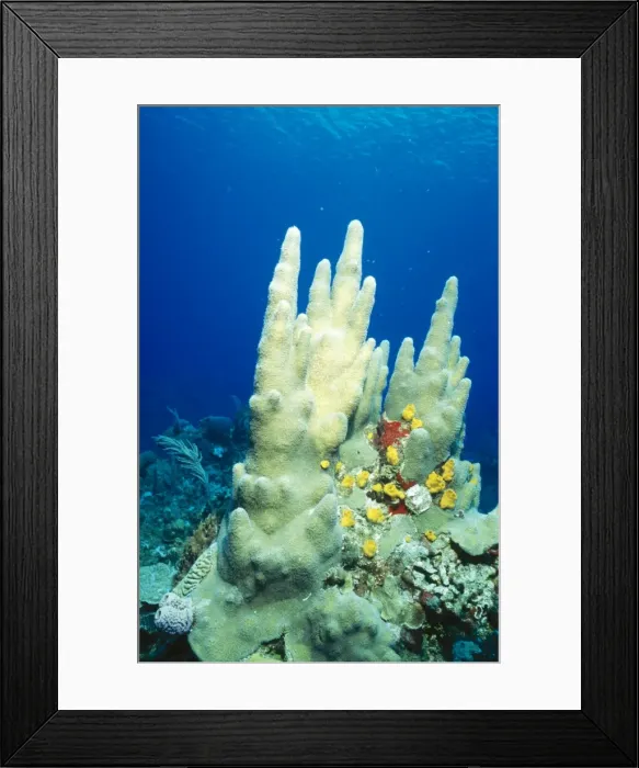 Framed Print : Pillar Coral Yellow Boring Sponges (Siphonodictyon coralliphagus) Framed Print : Pillar Coral Yellow Boring Sponges (Siphonodictyon coralliphagus)
