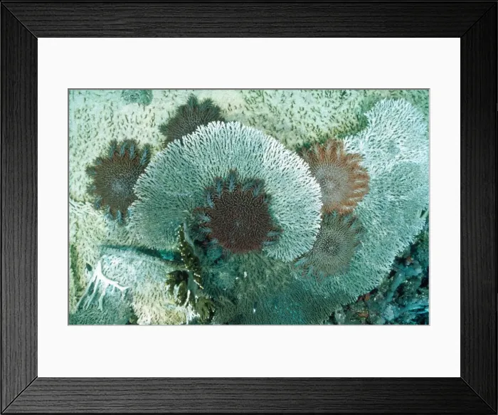 Framed Print : Crown-of-thorns Starfish - feeding on coral Framed Print : Crown-of-thorns Starfish - feeding on coral